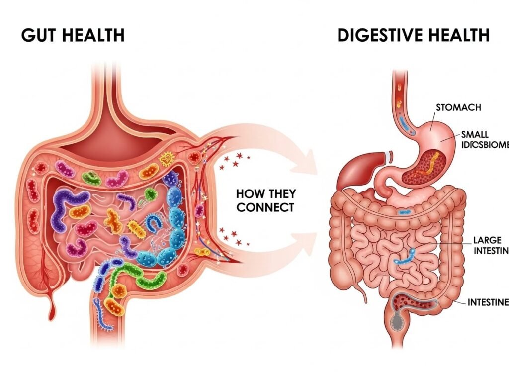 Gut Health and Digestive Health: How They Connect